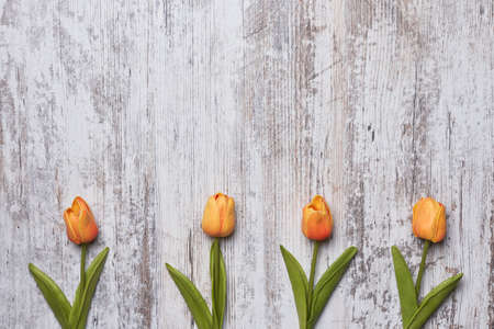 Fresh tulip flowers. Colorful spring flowers. Bright summer flowers. Fresh and beautiful tulipsの写真素材