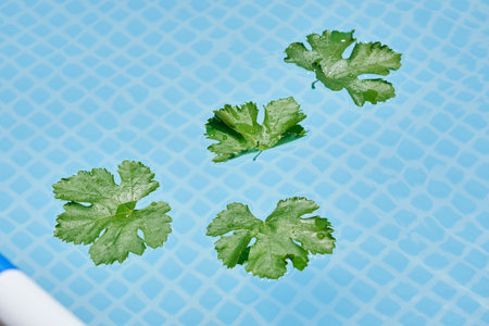 some green leaves floating in the water with a toothbrush next to it on a blue and white tiled surfaceの写真素材