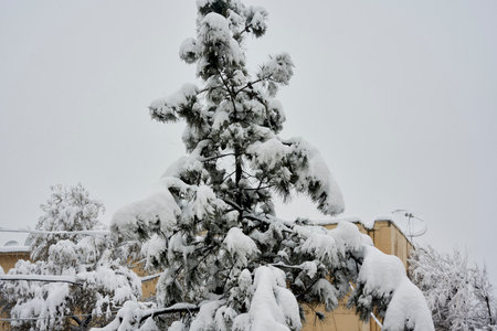 a snow covered tree in front of an apartment building on a snowy day, with no people or vehicles visibleの写真素材