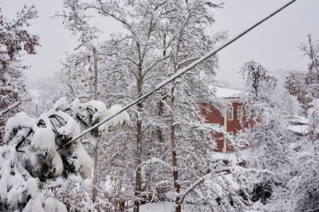snow covered trees and power lines in the fore - eyed area, with buildings in the background on a cloudy winter dayの写真素材