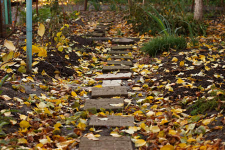 Footpath in fallen yellow leavesの写真素材
