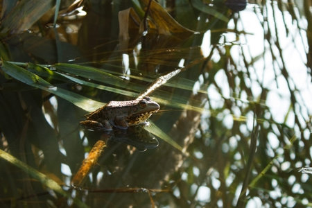 The frog sits in the rushes. The frog reflected in the water. Frog basks in the sun.