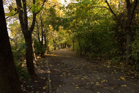 Alley in the Park. Path in the autumn Parkの写真素材