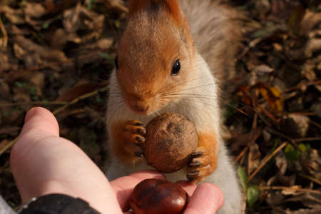squirrel takes a walnut from his handsの写真素材