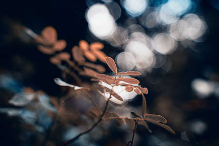 Plant close upの写真素材