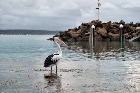 Pelican waiting for fish boatsの写真素材