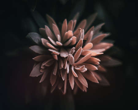 Flower / plant close up photoの写真素材