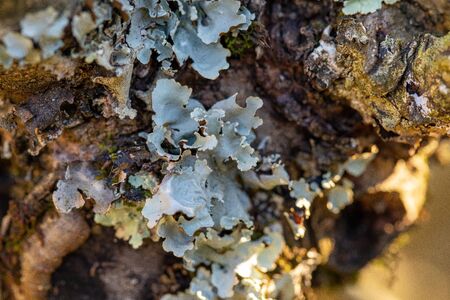 Blue moss grows on the bark of a tree.の写真素材