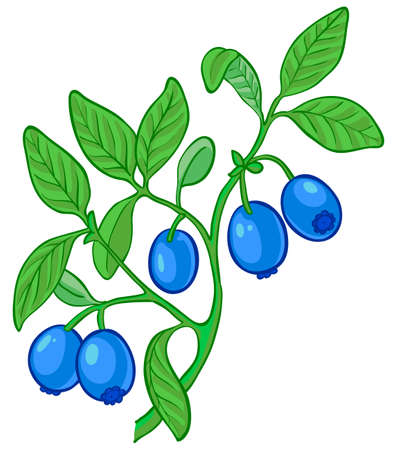 Isolated  illustration of blueberry branchのイラスト素材