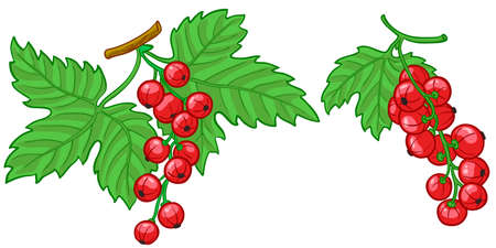Isolated illustration of currant branchのイラスト素材