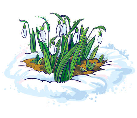 Young snowdrops growing through snowのイラスト素材