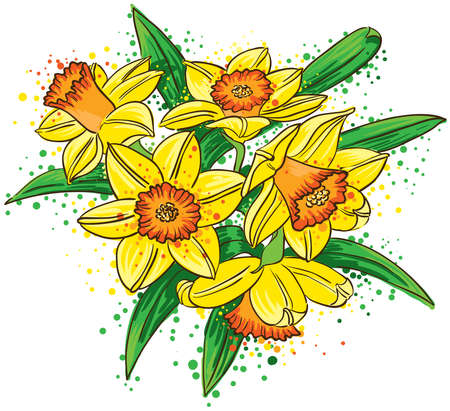 A bouquet of Narcissusのイラスト素材