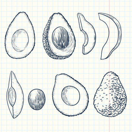 Doodle avocado setのイラスト素材