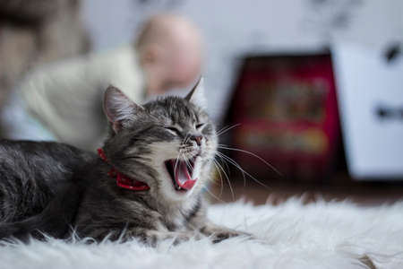 kittyの写真素材