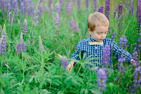 Portrait of handsome smiling and happy caucasian boy with flower, lupine, summer, in backgrounds green grass.の写真素材