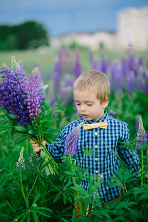 Portrait of handsome smiling and happy caucasian boy with flower, lupine, summer, in backgrounds green grass.の写真素材