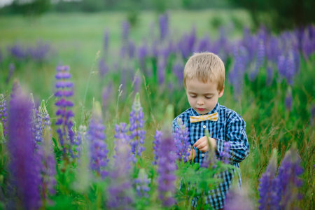 Photo of happiest blond boy in lupine field, hands up. Purple and rose flower, field, lupine, green forest in backgrounds.の写真素材