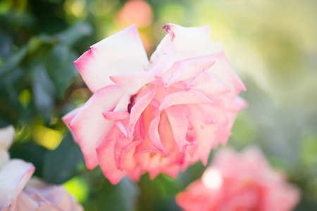 Rose. Rose in garden.Rose. Fresh rose. Rose.Rose for love. Rose.の写真素材