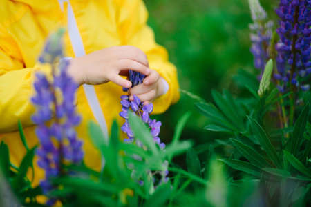 Boy gathering lupine flowers in beautiful field on cloudy dayの写真素材
