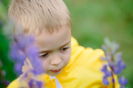 Portrait of handsome smiling and happy caucasian boy with flower, lupine, summer, in backgrounds green grass.の写真素材