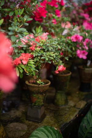 Blooming Azalea Flowering Plants Closeup Photo. Blossoming Decorative Red Buds Flowers And Green Leaves Branches. Seasonal Ornamental Blossom Aromatic Floral Rhododendron Vertical Photographyの写真素材