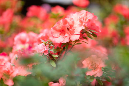 Blooming Azalea Flowering Plants Closeup Photo. Blossoming Decorative Red Buds Flowers And Green Leaves Branches. Seasonal Ornamental Blossom Aromatic Floral Rhododendron Horizontal Photographyの写真素材