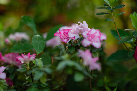 Blooming Azalea Flowering Plants Closeup Photo. Blossoming Decorative Red Buds Flowers And Green Leaves Branches. Seasonal Ornamental Blossom Aromatic Floral Rhododendron Horizontal Photographyの写真素材