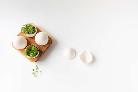 Green sprouts in white egg in wooden egg box on white background. Selective focus, copy space. Eco concept. Life Easter minimal concept.の写真素材