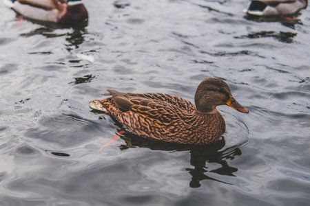 duck on a pond in Pushkinの写真素材
