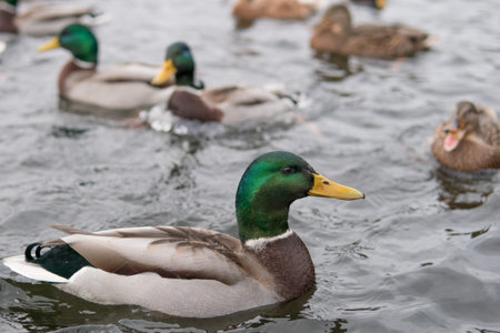 duck on a pond in Pushkinの写真素材