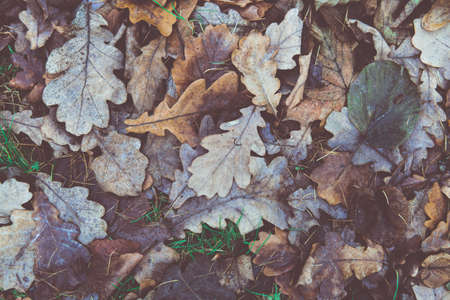 fallen oak leavesの写真素材