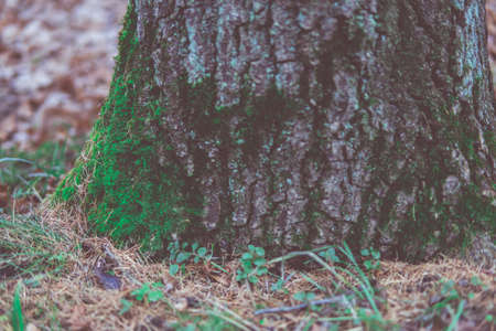 Green moss on the oak trunkの写真素材