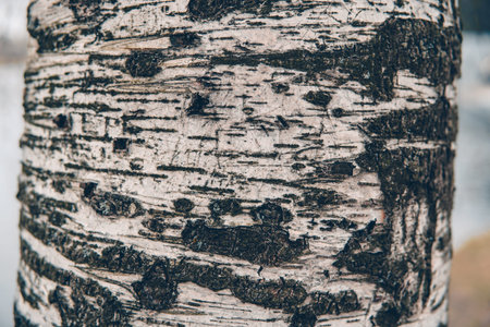 Birch tree trunkの写真素材