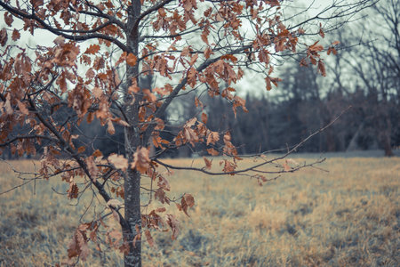 partially focused yellowed foliage of oakの写真素材