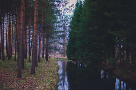 pine and spruce on the river bankの写真素材
