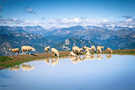 Mountain landscape with sheep in Italian Alps, Veneto, Italyの写真素材