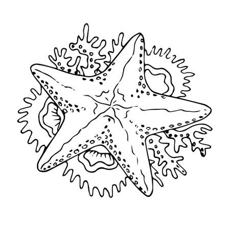 Collection of Starfish hand drawn on white background, cartoon vector illustration.のイラスト素材