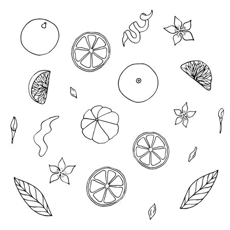 Set of Vector outline Oranges, mandarins or tangerines isolated on white. Black contour elements. Ingredients for lemonade, jam, new year or christmas design. Hand drawn doodle simple fruit clipartのイラスト素材