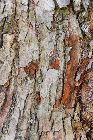 background texture of a tree trunk, brown verticalの写真素材