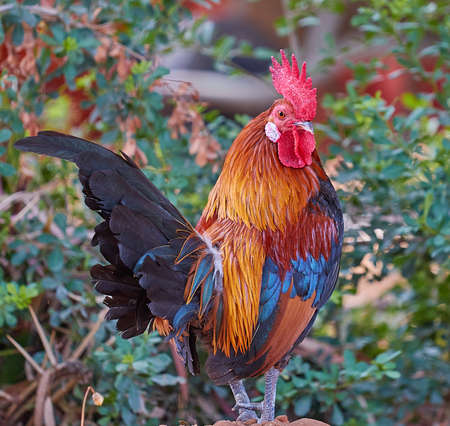 Rooster bird beautifulの写真素材