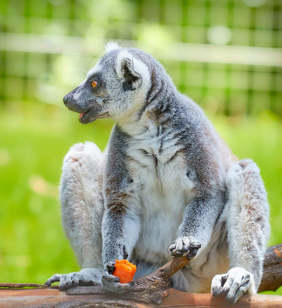 Lemur (lat.Lemuroidea)