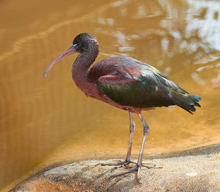 Glossy ibis (Lat. Plegadis falcinellus)の写真素材