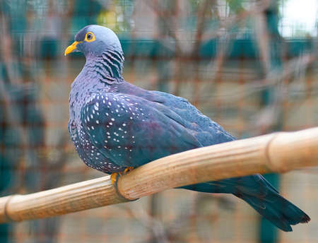 Olive pigeon (Lat.Columba arquatrix)の写真素材