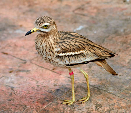 Stone-curlews (lat. Burhinidae)の写真素材
