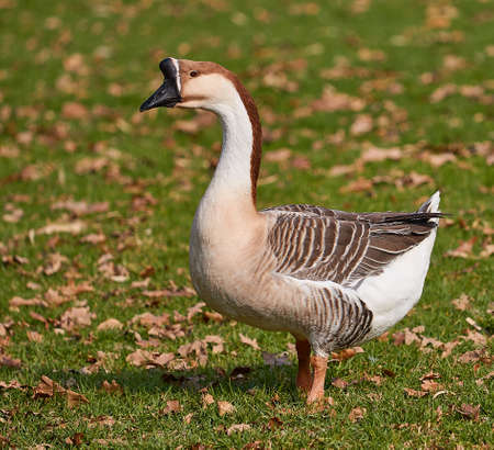 The swan goose (lat. Anser cygnoides)の写真素材