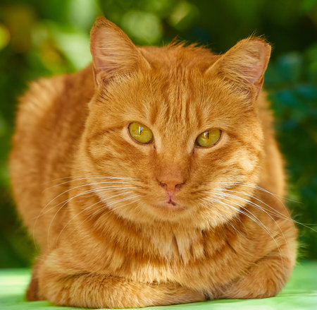 The arrogant red catの写真素材