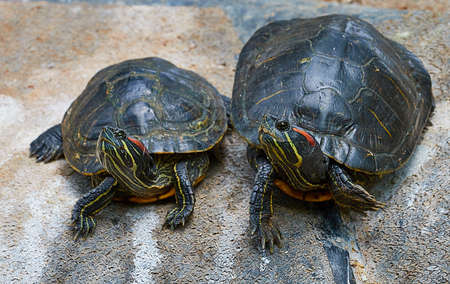 Two red-eyed turtles sitting on a rockの写真素材