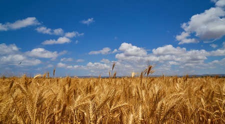 Golden wheat field and blue skyの写真素材