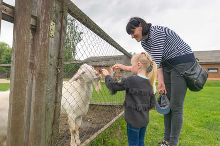 little girl near horse and other animalsの写真素材