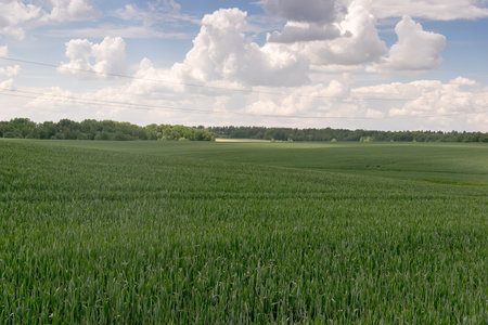 Field with rye and sky with green clouds in springの写真素材
